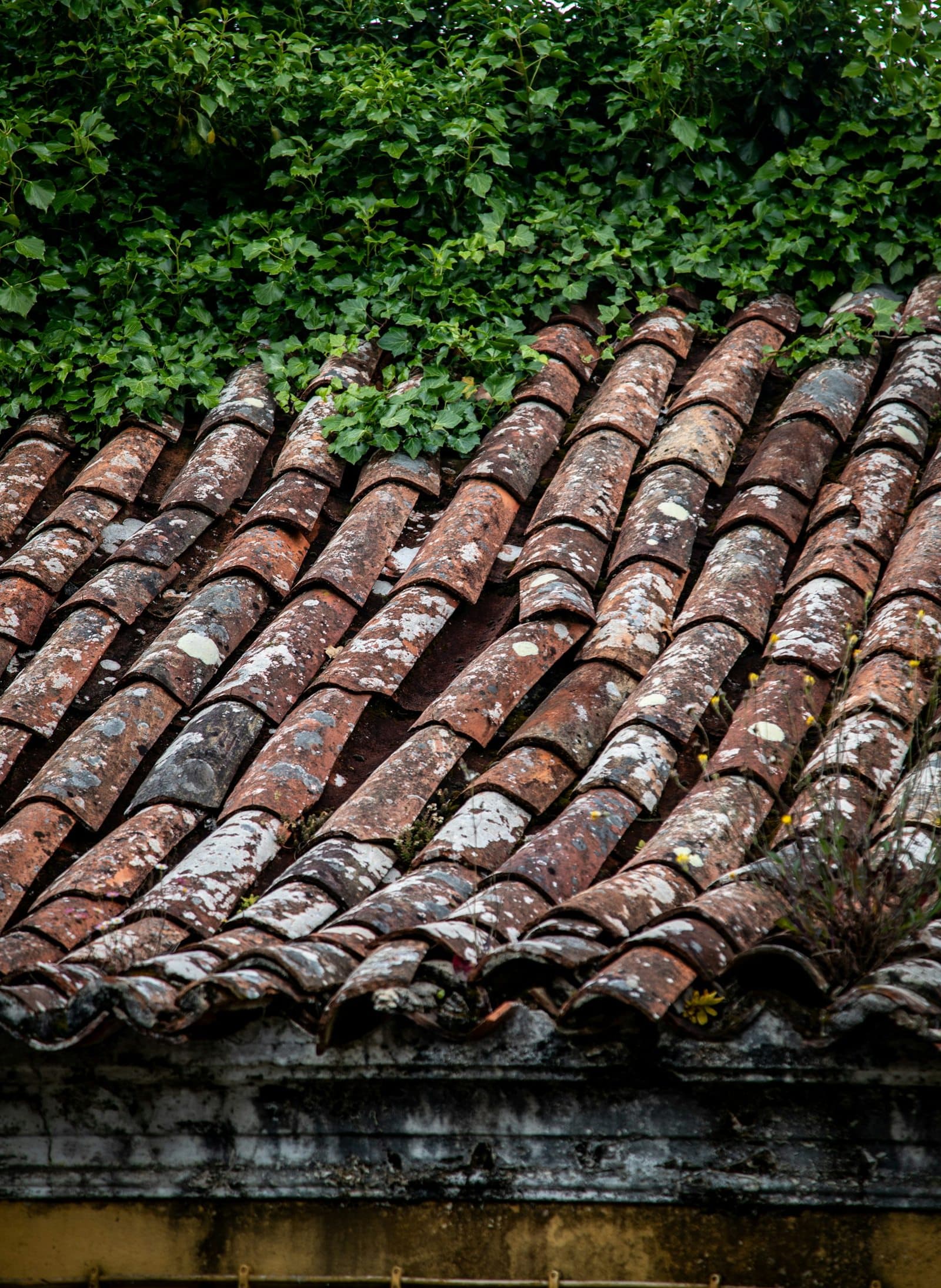 Tuiles canal anciennes couvertes de lichens sur une toiture à rénover